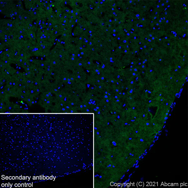 Immunohistochemistry (Frozen sections) - Anti-GIRK2 antibody [EPR23841-83] - BSA and Azide free (AB281831)