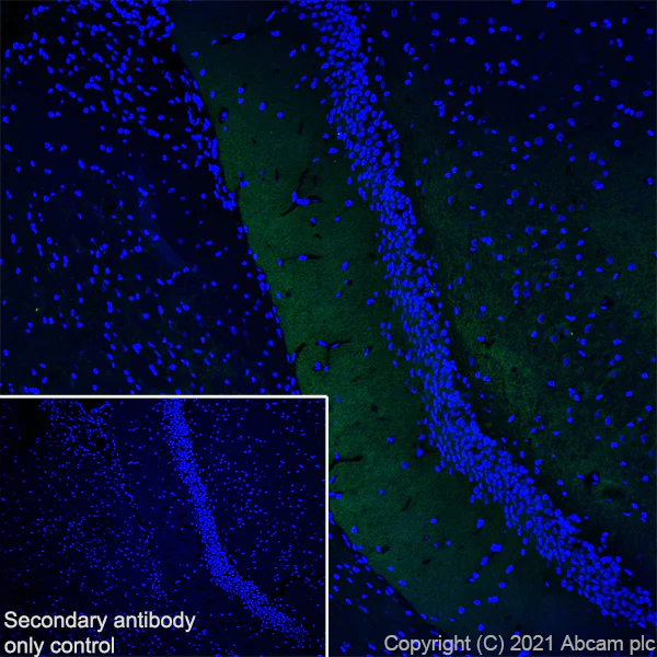 Immunohistochemistry (Frozen sections) - Anti-GIRK2 antibody [EPR23841-83] - BSA and Azide free (AB281831)