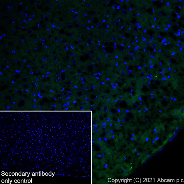 Immunohistochemistry (Frozen sections) - Anti-GIRK2 antibody [EPR23841-83] - BSA and Azide free (AB281831)