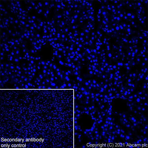 Immunohistochemistry (Frozen sections) - Anti-GIRK2 antibody [EPR23841-83] - BSA and Azide free (AB281831)