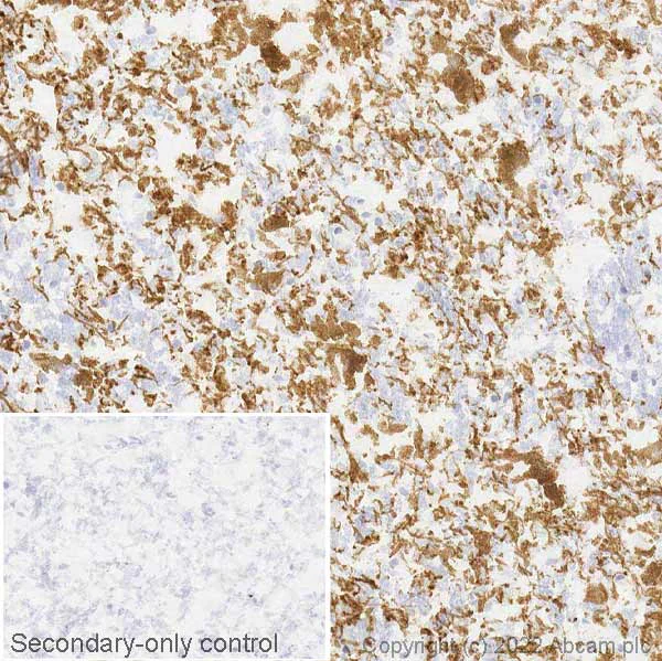 Immunohistochemistry (Frozen sections) - Anti-GIRK2 antibody [EPR23841-83] - BSA and Azide free (AB281831)