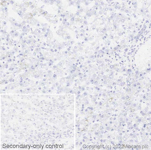 Immunohistochemistry (Frozen sections) - Anti-GIRK2 antibody [EPR23841-83] - BSA and Azide free (AB281831)