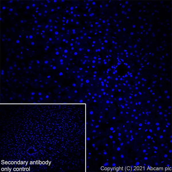 Immunohistochemistry (Frozen sections) - Anti-GIRK2 antibody [EPR23841-83] - BSA and Azide free (AB281831)