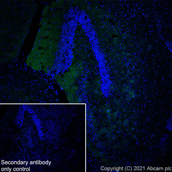 Immunohistochemistry (Frozen sections) - Anti-GIRK2 antibody [EPR23841-83] - BSA and Azide free (AB281831)