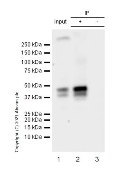 Immunoprecipitation - Anti-GIRK2 antibody [EPR23841-83] - BSA and Azide free (AB281831)