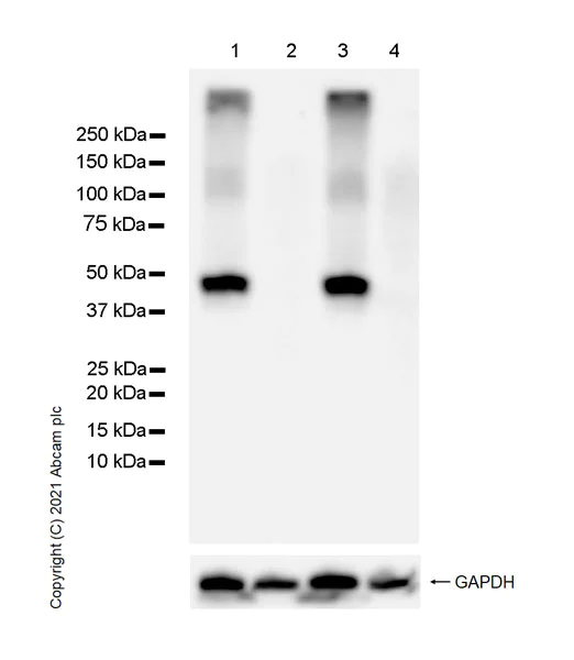Western blot - Anti-GIRK2 antibody [EPR23841-83] - BSA and Azide free (AB281831)