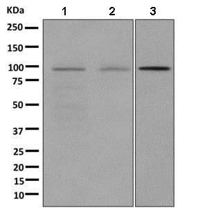 Western blot - Anti-GIT1 antibody [EPR10367] - BSA and Azide free (AB249242)