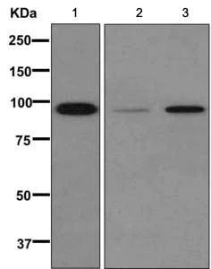 Western blot - Anti-GIT1 antibody [EPR10368] (AB171956)