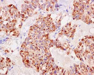 Immunohistochemistry (Formalin/PFA-fixed paraffin-embedded sections) - Anti-GIT1 antibody [EPR10368] - BSA and Azide free (AB249673)