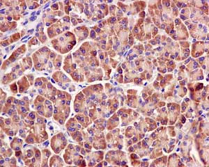 Immunohistochemistry (Formalin/PFA-fixed paraffin-embedded sections) - Anti-GIT1 antibody [EPR10368] - BSA and Azide free (AB249673)