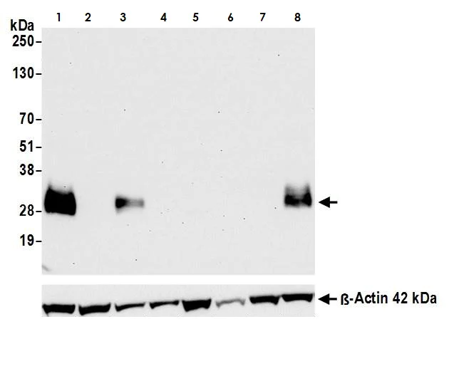 Western blot - Anti-GITR antibody [BLR068G] - BSA free (AB264419)