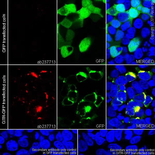 Immunocytochemistry/ Immunofluorescence - Anti-GITR antibody [CAL52] - BSA and Azide free (AB251600)