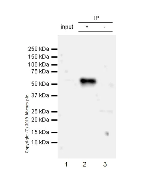 Immunoprecipitation - Anti-GITR antibody [CAL52] - BSA and Azide free (AB251600)