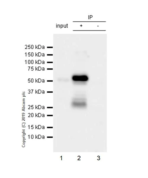Immunoprecipitation - Anti-GITR antibody [CAL52] - BSA and Azide free (AB251600)