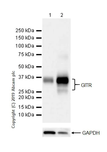 Western blot - Anti-GITR antibody [CAL61] (AB237725)