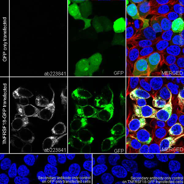 Immunocytochemistry/ Immunofluorescence - Anti-GITR antibody [EPR20566] (AB223841)