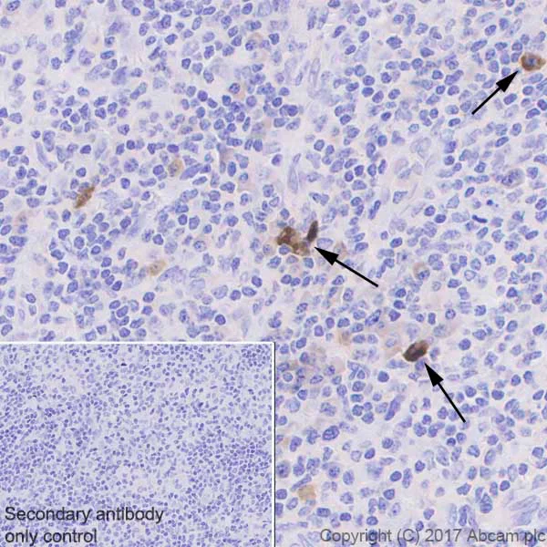 Immunohistochemistry (Formalin/PFA-fixed paraffin-embedded sections) - Anti-GITR antibody [EPR20566] (AB223841)