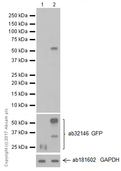Western blot - Anti-GITR antibody [EPR20566] (AB223841)