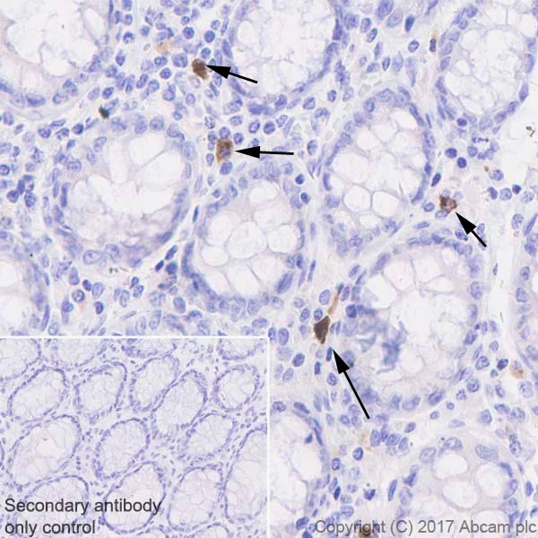 Immunohistochemistry (Formalin/PFA-fixed paraffin-embedded sections) - Anti-GITR antibody [EPR20566] - BSA and Azide free (AB240655)