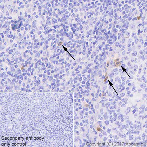 Immunohistochemistry (Formalin/PFA-fixed paraffin-embedded sections) - Anti-GITR antibody [EPR20566] - BSA and Azide free (AB240655)