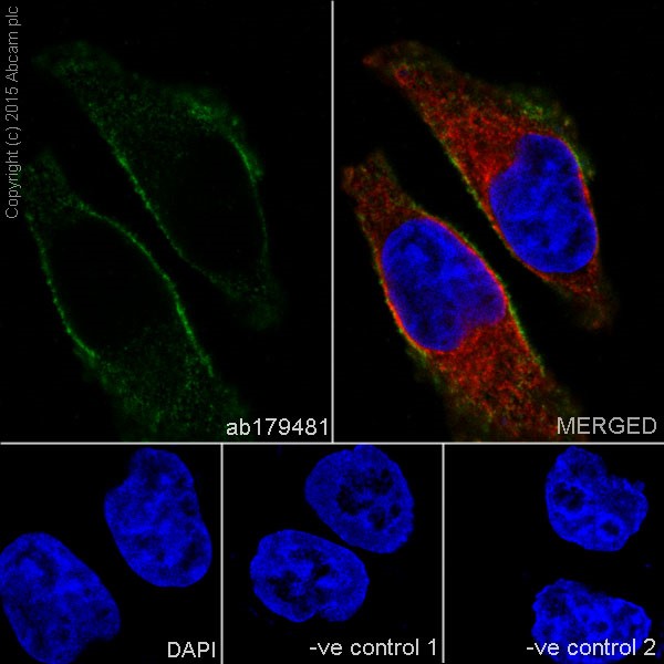 Immunocytochemistry/ Immunofluorescence - Anti-GIV antibody [EPR18433] - BSA and Azide free (ab250102), expandable thumbnail
