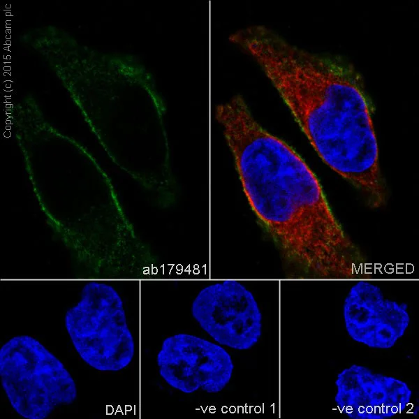 Immunocytochemistry/ Immunofluorescence - Anti-GIV antibody [EPR18433] - BSA and Azide free (AB250102)