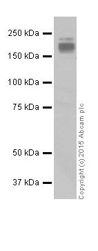 Western blot - Anti-GIV antibody [EPR18433] - BSA and Azide free (AB250102), expandable thumbnail