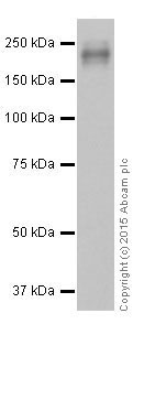 Western blot - Anti-GIV antibody [EPR18433] - BSA and Azide free (AB250102), expandable thumbnail