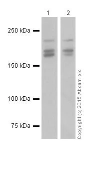 Western blot - Anti-GIV antibody [EPR18433] - BSA and Azide free (AB250102)
