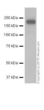 Western blot - Anti-GIV antibody [EPR18433] - BSA and Azide free (AB250102), expandable thumbnail