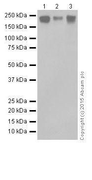 Western blot - Anti-GIV antibody [EPR18433] - BSA and Azide free (ab250102), expandable thumbnail