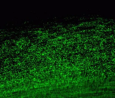 Immunohistochemistry (Formalin/PFA-fixed paraffin-embedded sections) - Anti-GJA3/Cx46 antibody [11H16L33] - Intercellular Junction Marker (AB203564)