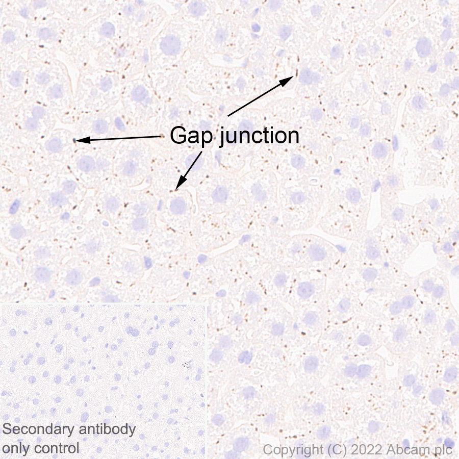 Immunohistochemistry (Formalin/PFA-fixed paraffin-embedded sections) - Anti-GJB2 antibody [EPR26418-19] - BSA and Azide free (ab303499), expandable thumbnail