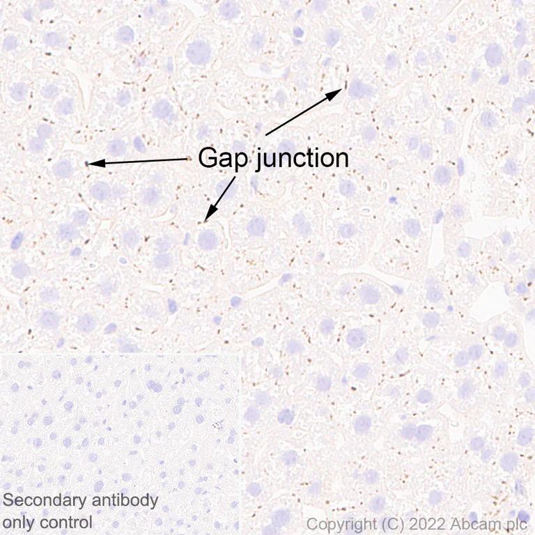 Immunohistochemistry (Formalin/PFA-fixed paraffin-embedded sections) - Anti-GJB2 antibody [EPR26418-19] - BSA and Azide free (AB303499)