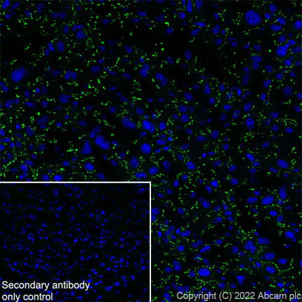 Immunohistochemistry (Frozen sections) - Anti-GJB2 antibody [EPR26418-19] - BSA and Azide free (AB303499)