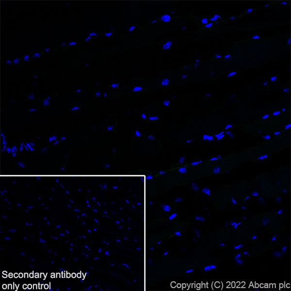 Immunohistochemistry (Frozen sections) - Anti-GJB2 antibody [EPR26418-19] - BSA and Azide free (AB303499), expandable thumbnail