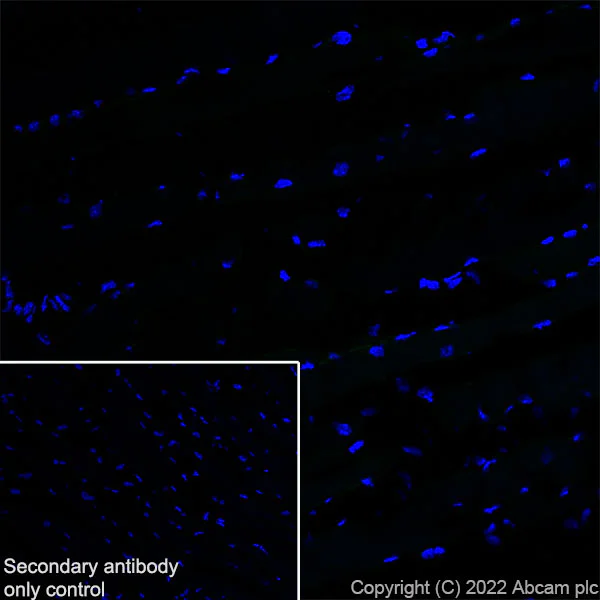 Immunohistochemistry (Frozen sections) - Anti-GJB2 antibody [EPR26418-19] - BSA and Azide free (AB303499)