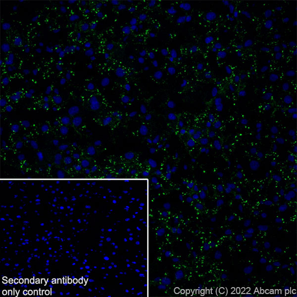 Immunohistochemistry (Frozen sections) - Anti-GJB2 antibody [EPR26418-19] - BSA and Azide free (AB303499), expandable thumbnail