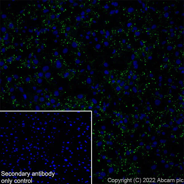 Immunohistochemistry (Frozen sections) - Anti-GJB2 antibody [EPR26418-19] - BSA and Azide free (AB303499)
