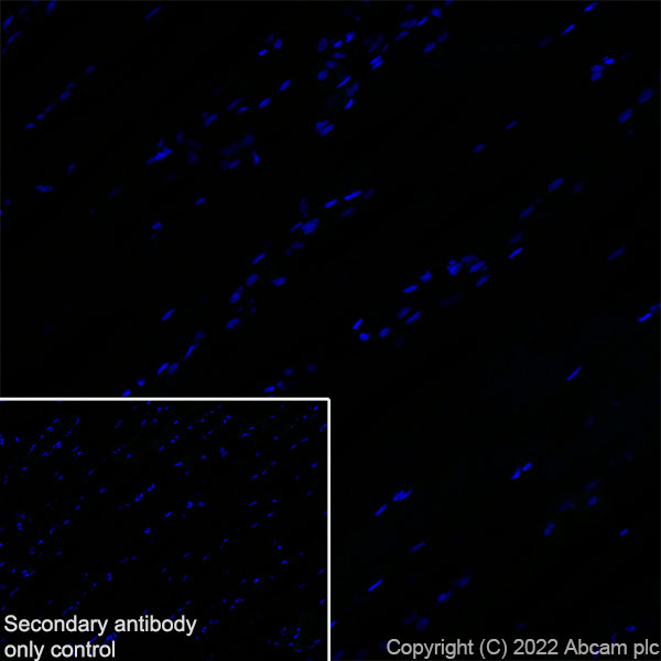 Immunohistochemistry (Frozen sections) - Anti-GJB2 antibody [EPR26418-19] - BSA and Azide free (AB303499), expandable thumbnail