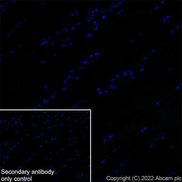 Immunohistochemistry (Frozen sections) - Anti-GJB2 antibody [EPR26418-19] - BSA and Azide free (AB303499)