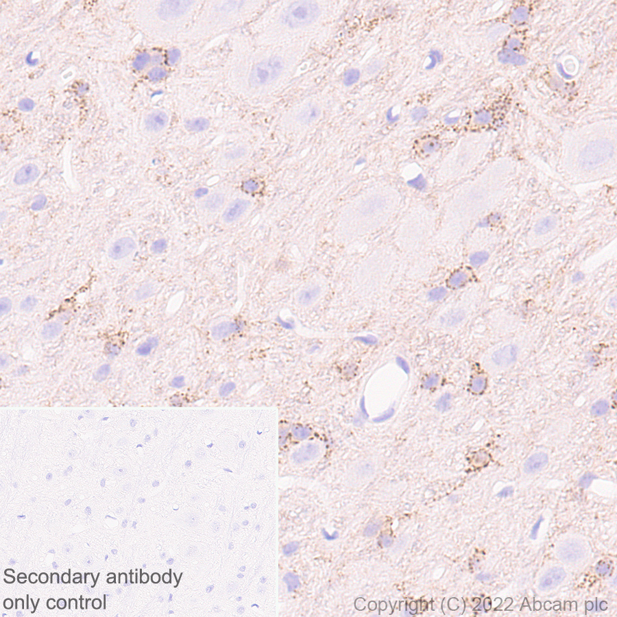 Immunohistochemistry (Formalin/PFA-fixed paraffin-embedded sections) - Anti-GJC2 antibody [EPR26419-75] - BSA and Azide free (AB303507), expandable thumbnail
