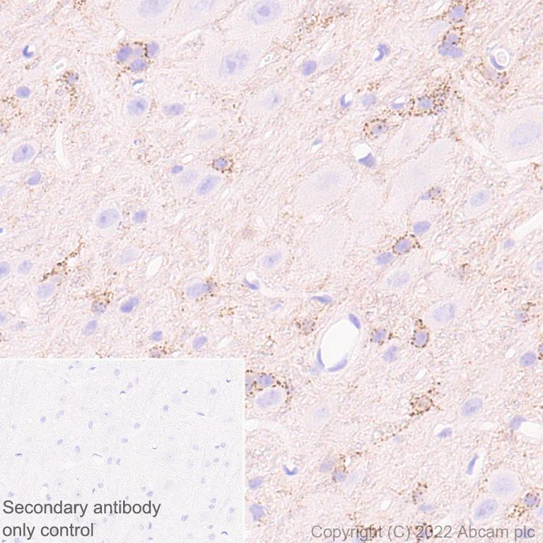 Immunohistochemistry (Formalin/PFA-fixed paraffin-embedded sections) - Anti-GJC2 antibody [EPR26419-75] - BSA and Azide free (AB303507)