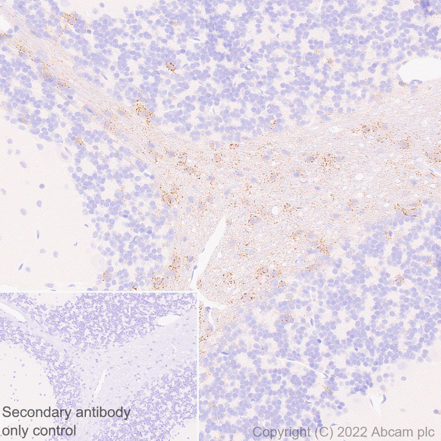 Immunohistochemistry (Formalin/PFA-fixed paraffin-embedded sections) - Anti-GJC2 antibody [EPR26419-75] - BSA and Azide free (AB303507), expandable thumbnail