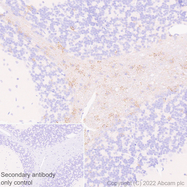Immunohistochemistry (Formalin/PFA-fixed paraffin-embedded sections) - Anti-GJC2 antibody [EPR26419-75] - BSA and Azide free (AB303507)