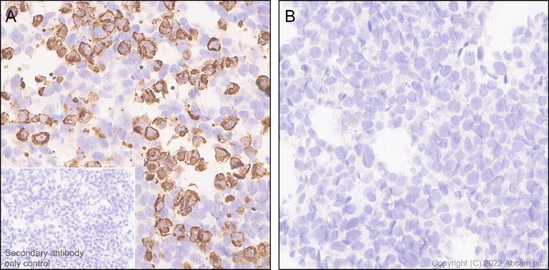 Immunohistochemistry (Formalin/PFA-fixed paraffin-embedded sections) - Anti-GJC2 antibody [EPR26419-75] - BSA and Azide free (AB303507)