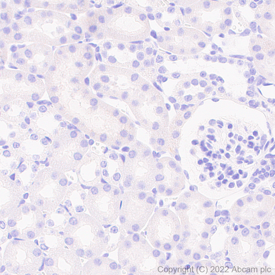 Immunohistochemistry (Formalin/PFA-fixed paraffin-embedded sections) - Anti-GJC2 antibody [EPR26419-75] - BSA and Azide free (AB303507), expandable thumbnail