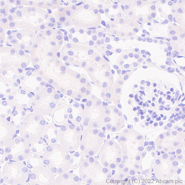 Immunohistochemistry (Formalin/PFA-fixed paraffin-embedded sections) - Anti-GJC2 antibody [EPR26419-75] - BSA and Azide free (AB303507)