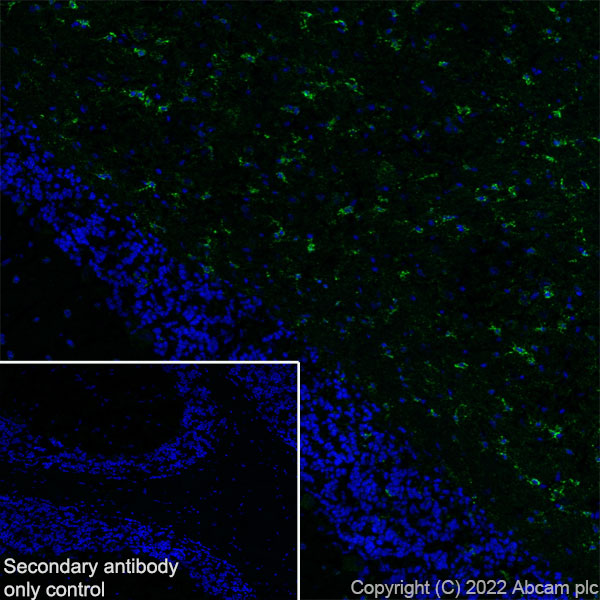 Immunohistochemistry (Frozen sections) - Anti-GJC2 antibody [EPR26419-75] - BSA and Azide free (AB303507), expandable thumbnail