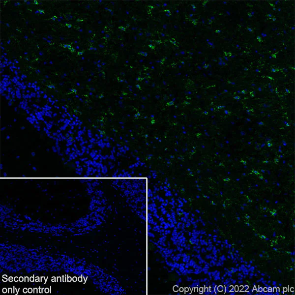 Immunohistochemistry (Frozen sections) - Anti-GJC2 antibody [EPR26419-75] - BSA and Azide free (AB303507)